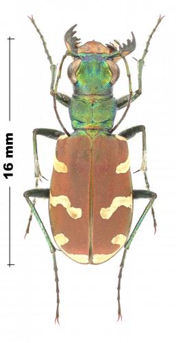 Réf. 245 658 : Cicindela coerulea nitida